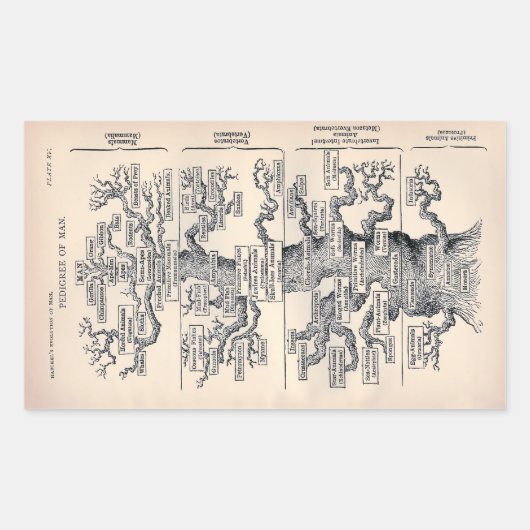 "Levensboom" 1859 illustratie door Ernst Haeckel Rechthoekige Sticker (Voorkant)