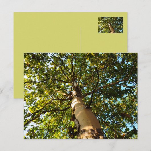 Levensboom Briefkaart (Voorkant / Achterkant)