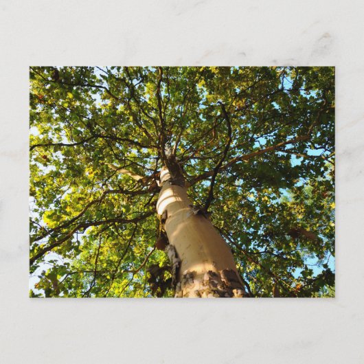 Levensboom Briefkaart (Voorkant)