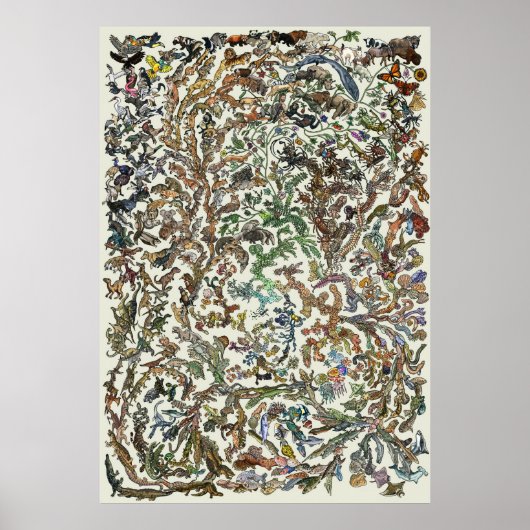 Levensboom - evolutie-Poster - kleur Poster (Voorkant)