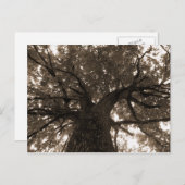 Levensboom in Sepia Briefkaart (Voorkant / Achterkant)