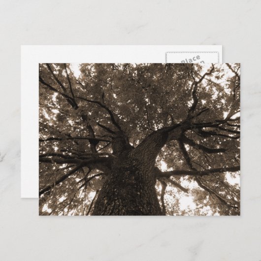 Levensboom in Sepia Briefkaart (Voorkant / Achterkant)