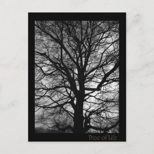 Levensboom - Lebensbaum - Baum des Lebens Briefkaart (Voorkant)