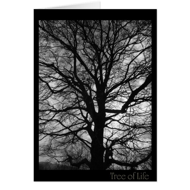 Levensboom - niet alleen voor boomknuffels (Voorkant)