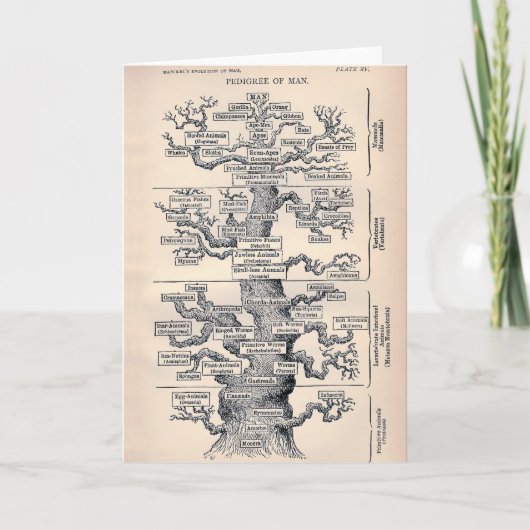 Levensboom / stamboom van Man Kaart (Voorkant)