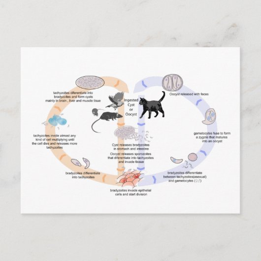 Levenscyclus briefkaart Diagram van Toxoplasma gon (Voorkant)