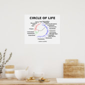 Levenscyclus (cirkelvormige fylogenetische boom) poster (Keuken)