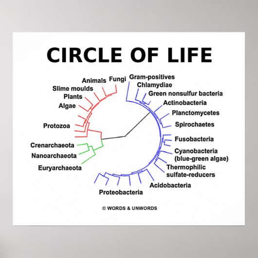 Levenscyclus (cirkelvormige fylogenetische boom) poster (Voorkant)