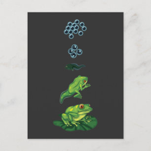 Levenscyclus Kikker Metamorfose Tadpole Froglet Briefkaart