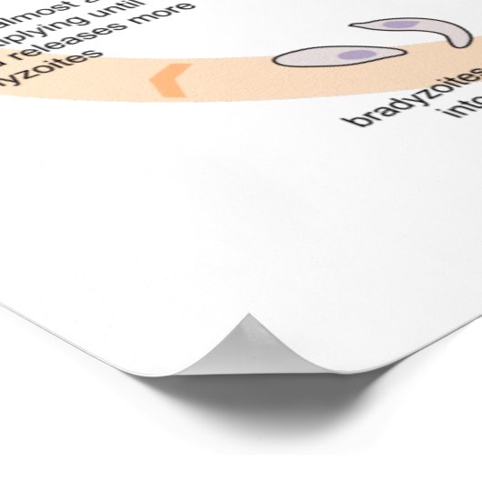 Levenscyclus poster Diagram van Toxoplasma gondii (Hoek)