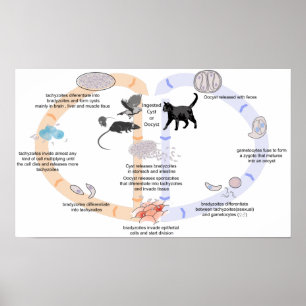 Levenscyclus poster Diagram van Toxoplasma gondii