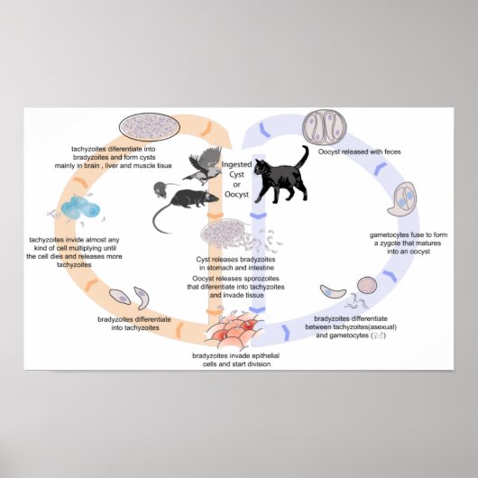 Levenscyclus poster Diagram van Toxoplasma gondii (Voorkant)