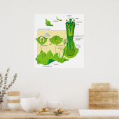 Levenscyclus van een diagram van een Plant van een Poster (Keuken)