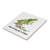 Levenscyclus van een kikker (van ei tot kikkervisj tegeltje (Zijkant)