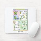 Levenscyclus van een typische beweging (Bryophyte) Muismat (Met muis)