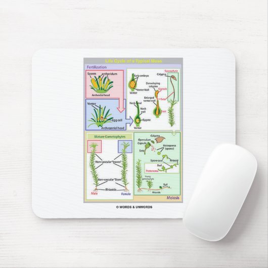 Levenscyclus van een typische beweging (Bryophyte) Muismat (Met muis)