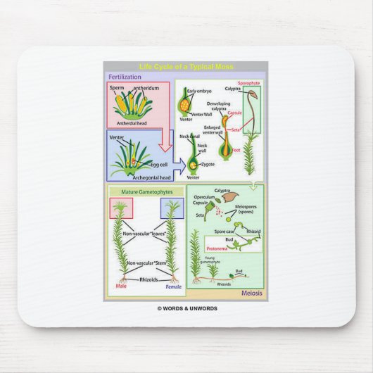 Levenscyclus van een typische beweging (Bryophyte) Muismat (Voorkant)