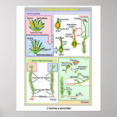 Levenscyclus van een typische beweging (Bryophyte) Poster (Voorkant)
