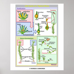 Levenscyclus van een typische beweging (Bryophyte) Poster