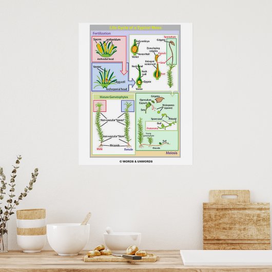 Levenscyclus van een typische beweging (Bryophyte) Poster (Keuken)
