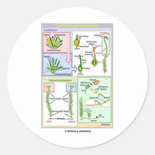 Levenscyclus van een typische beweging (Bryophyte) Ronde Sticker (Voorkant)
