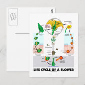 Levenscyclus van een ventilator (angiosperm) briefkaart (Voorkant / Achterkant)