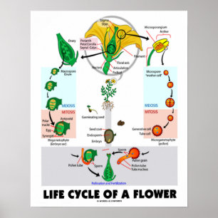 Levenscyclus van een ventilator (angiosperm) poster