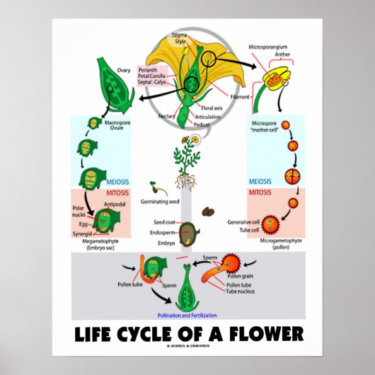 Levenscyclus van een ventilator (angiosperm) poster (Voorkant)
