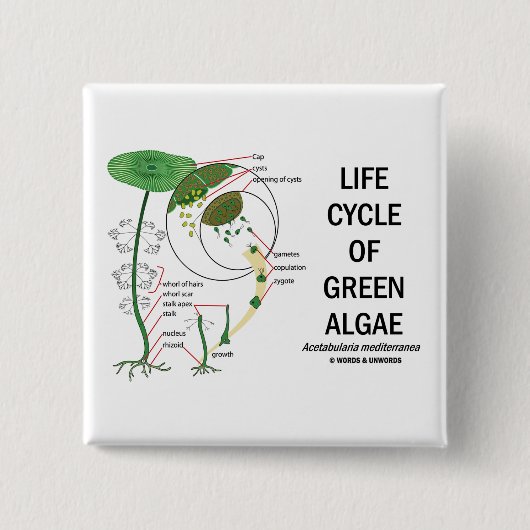 Levenscyclus van groene algen vierkante button 5,1 cm (Voorkant)