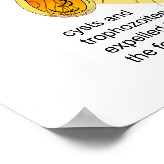 Levenscyclus van het Parasiet Giardia Lamblia Diag Poster (Hoek)