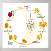 Levenscyclus van het Parasiet Giardia Lamblia Diag Poster (Voorkant)