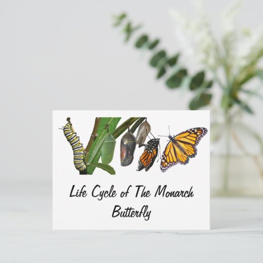 LEVENSCYCLUS VAN MONARCH BRIEFKAART (Staand voorkant)
