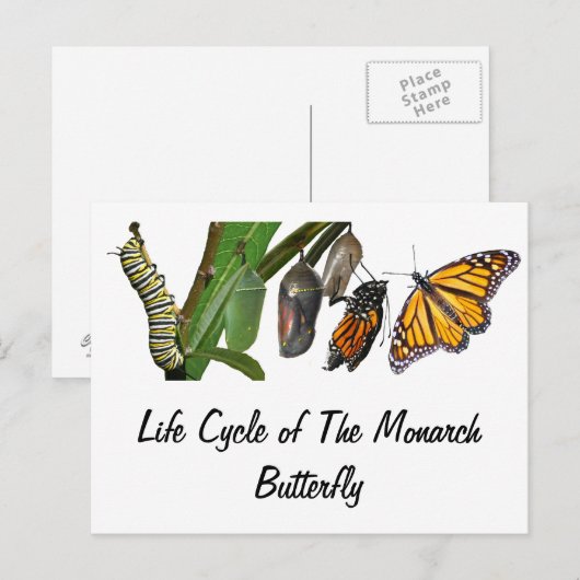 LEVENSCYCLUS VAN MONARCH BRIEFKAART (Voorkant / Achterkant)