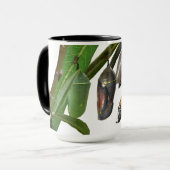 LEVENSCYCLUS VAN MONARCH MOK (Voorkant links)