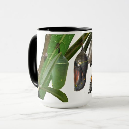 LEVENSCYCLUS VAN MONARCH MOK (Voorkant links)