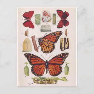 Levenscyclus van monoarch-vlinder briefkaart