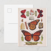 Levenscyclus van monoarch-vlinder briefkaart (Voorkant / Achterkant)