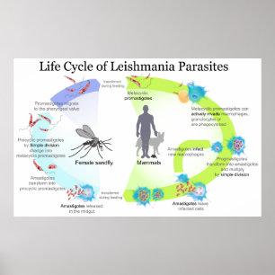 Levenscyclus van parasieten uit Genus Leishmaniasi Poster