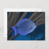 Levensduur onder water: Acanthurus coeruleus met z Briefkaart (Voorkant / Achterkant)