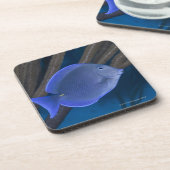 Levensduur onder water: Acanthurus coeruleus met z Drankjes Onderzetter (Linkerzijde)