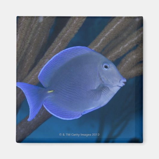 Levensduur onder water: Acanthurus coeruleus met z Magneet (Voorkant)