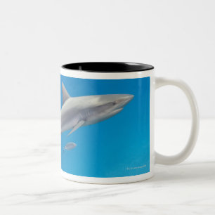 Levensduur onder water: Carcharhinus perezi zwemt Tweekleurige Koffiemok