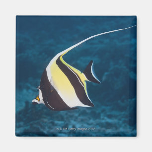 Levensduur onder water;FISH: A Moorish Idol (Zancl Magneet