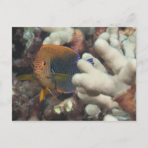 Levensduur onder water; FISH: een portret van een Briefkaart