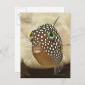 Levensduur onder water; FISH: Sluiten portret van  Briefkaart (Voorkant / Achterkant)