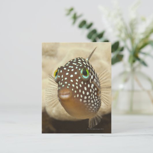 Levensduur onder water; FISH: Sluiten portret van  Briefkaart (Staand voorkant)