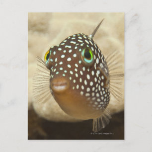 Levensduur onder water; FISH: Sluiten portret van Briefkaart