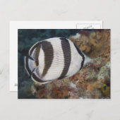 Levensduur onder water; VIS: een geschuurde Butter Briefkaart (Voorkant / Achterkant)