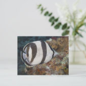 Levensduur onder water; VIS: een geschuurde Butter Briefkaart (Staand voorkant)