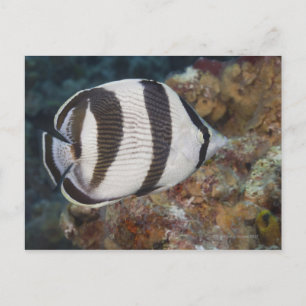 Levensduur onder water; VIS: een geschuurde Butter Briefkaart